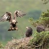 Golden eagle (Aquila chyrsaetos) adult female flying into nest site with small branch, Cairngorms National Park, Scotland